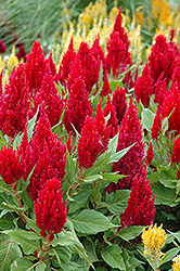 Fresh Look Red Celosia (Celosia 'Fresh Look Red') at Holland Nurseries