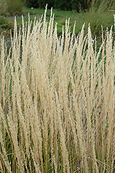 Karl Foerster Reed Grass (Calamagrostis x acutiflora 'Karl Foerster') at Holland Nurseries
