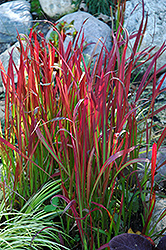 Red Baron Japanese Blood Grass (Imperata cylindrica 'Red Baron') at Holland Nurseries