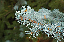 Blue Colorado Spruce (Picea pungens 'var. glauca') at Holland Nurseries