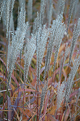 Flame Grass (Miscanthus sinensis 'Purpurascens') at Holland Nurseries
