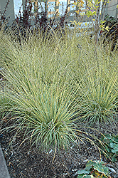 Variegated Moor Grass (Molinia caerulea 'Variegata') at Holland Nurseries