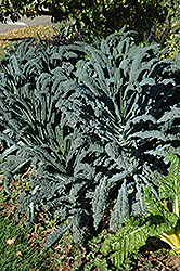 Dinosaur Kale (Brassica oleracea var. sabellica 'Lacinato') at Holland Nurseries