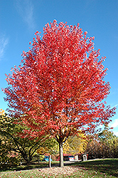 Autumn Blaze Maple (Acer x freemanii 'Jeffersred') at Holland Nurseries