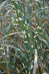 Zebra Grass (Miscanthus sinensis 'Zebrinus') at Holland Nurseries