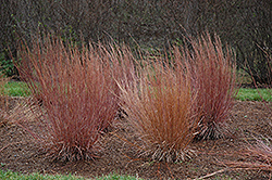 Blue Heaven Bluestem (Schizachyrium scoparium 'Blue Heaven') at Holland Nurseries