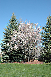 Newport Plum (Prunus cerasifera 'Newport') at Holland Nurseries