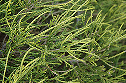 Dwarf Threadleaf Falsecypress (Chamaecyparis pisifera 'Filifera Nana') at Holland Nurseries