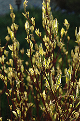 Ivory Halo Dogwood (Cornus alba 'Ivory Halo') at Holland Nurseries