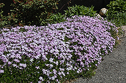 Emerald Blue Moss Phlox (Phlox subulata 'Emerald Blue') at Holland Nurseries
