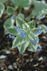 Variegated Siberian Bugloss (Brunnera macrophylla 'Variegata') at Holland Nurseries