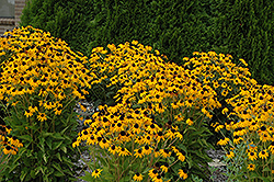 Goldsturm Coneflower (Rudbeckia fulgida 'Goldsturm') at Holland Nurseries