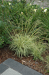 Variegated Moor Grass (Molinia caerulea 'Variegata') at Holland Nurseries