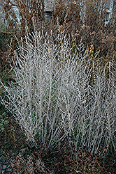 Russian Sage (Perovskia atriplicifolia) at Holland Nurseries