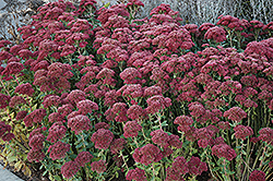 Autumn Fire Stonecrop (Sedum spectabile 'Autumn Fire') at Holland Nurseries