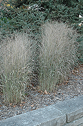 Shenandoah Reed Switch Grass (Panicum virgatum 'Shenandoah') at Holland Nurseries
