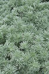 Silver Mound Artemisia (Artemisia schmidtiana 'Silver Mound') at Holland Nurseries
