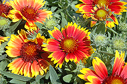Arizona Sun Blanket Flower (Gaillardia x grandiflora 'Arizona Sun') at Holland Nurseries