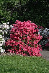 Rosy Lights Azalea (Rhododendron 'Rosy Lights') at Holland Nurseries