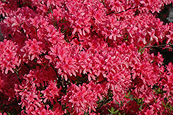 Rosy Lights Azalea (Rhododendron 'Rosy Lights') at Holland Nurseries