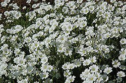 Snow-In-Summer (Cerastium tomentosum) at Holland Nurseries