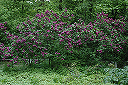 Charles Joly Lilac (Syringa vulgaris 'Charles Joly') at Holland Nurseries