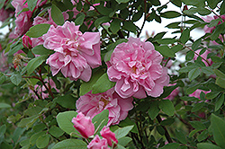 Therese Bugnet Rose (Rosa 'Therese Bugnet') at Holland Nurseries