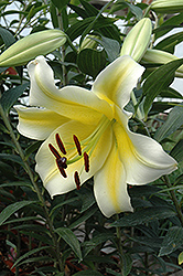 Conca D'Or Lily (Lilium 'Conca D'Or') at Holland Nurseries