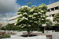 Ivory Silk Japanese Tree Lilac (Syringa reticulata 'Ivory Silk') at Holland Nurseries