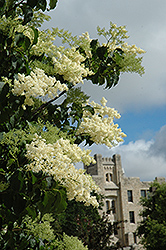 Ivory Silk Japanese Tree Lilac (Syringa reticulata 'Ivory Silk') at Holland Nurseries