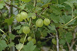 Hinnonmaki Yellow Gooseberry (Ribes uva-crispa 'Hinnonmaki Yellow') at Holland Nurseries