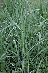 Heavy Metal Blue Switch Grass (Panicum virgatum 'Heavy Metal') at Holland Nurseries