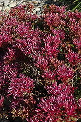 Dragon's Blood Stonecrop (Sedum spurium) at Holland Nurseries