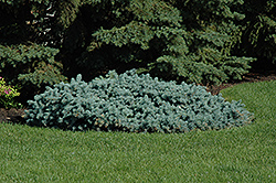 St. Mary's Broom Creeping Blue Spruce (Picea pungens 'St. Mary's Broom') at Holland Nurseries