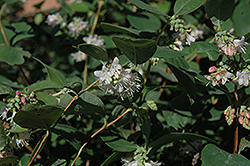Snowberry (Symphoricarpos albus) at Holland Nurseries