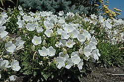 White Clips Bellflower (Campanula carpatica 'White Clips') at Holland Nurseries