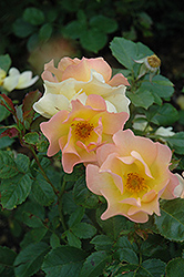 Morden Sunrise Rose (Rosa 'Morden Sunrise') at Holland Nurseries