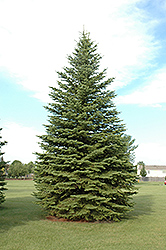 Colorado Spruce (Picea pungens) at Holland Nurseries