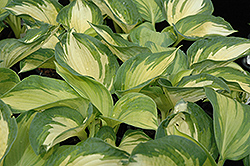 June Hosta (Hosta 'June') at Holland Nurseries
