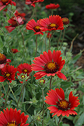 Burgundy Blanket Flower (Gaillardia x grandiflora 'Burgundy') at Holland Nurseries