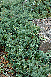 Blue Rug Juniper (Juniperus horizontalis 'Wiltonii') at Holland Nurseries