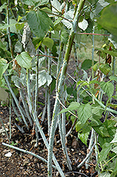 Jewel Black Raspberry (Rubus occidentalis 'Jewel') at Holland Nurseries