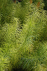 Narrow-Leaf Blue Star (Amsonia hubrichtii) at Holland Nurseries