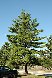 White Pine (Pinus strobus) at Holland Nurseries