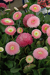 Tasso Pink English Daisy (Bellis perennis 'Tasso Pink') at Holland Nurseries