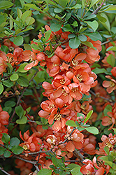 Japanese Flowering Quince (Chaenomeles japonica) at Holland Nurseries