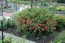 Japanese Flowering Quince (Chaenomeles japonica) at Holland Nurseries
