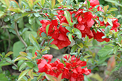 Texas Scarlet Flowering Quince (Chaenomeles speciosa 'Texas Scarlet') at Holland Nurseries
