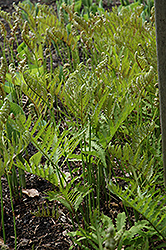 Sensitive Fern (Onoclea sensibilis) at Holland Nurseries
