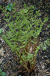 Marginal Wood Fern (Dryopteris marginalis) at Holland Nurseries